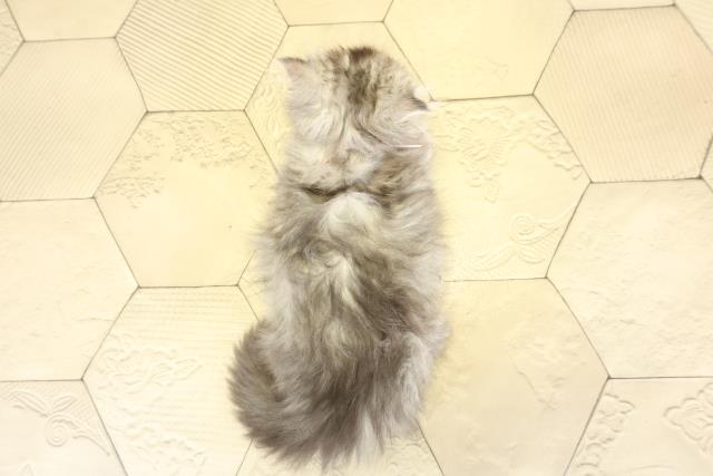 三重県のミヌエット (Coo&RIKU津高茶屋店/2025年10月5日生まれ/女の子/シルバータビー)の子猫の4枚目の画像