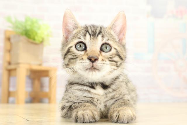 愛知県のベンガル (Coo&RIKU名古屋みなと店/2025年10月19日生まれ/女の子/ブラウンスポットタビー)の子猫の1枚目の画像