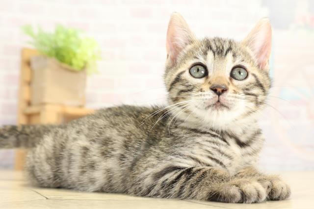 愛知県のベンガル (Coo&RIKU名古屋みなと店/2025年10月19日生まれ/女の子/ブラウンスポットタビー)の子猫の2枚目の画像