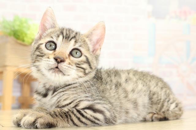 愛知県のベンガル (Coo&RIKU名古屋みなと店/2025年10月19日生まれ/女の子/ブラウンスポットタビー)の子猫の3枚目の画像