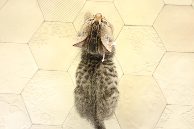 愛知県のベンガル (Coo&RIKU名古屋みなと店/2025年10月19日生まれ/女の子/ブラウンスポットタビー)の子猫の4枚目の画像