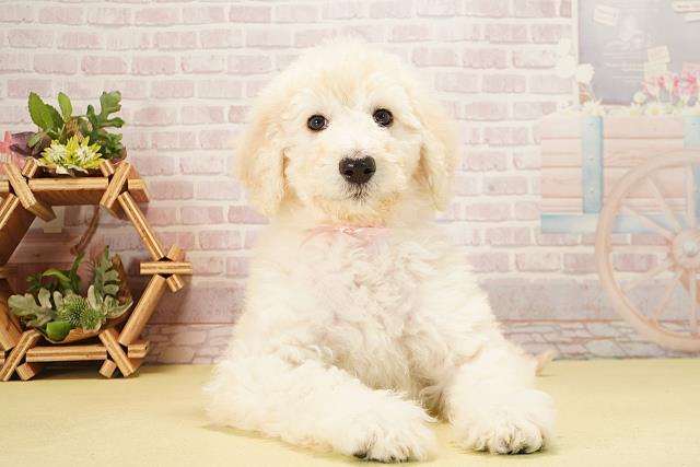 愛知県のスタンダードプードル (Coo&RIKU名古屋みなと店/2025年10月20日生まれ/女の子/クリーム)の子犬の1枚目の画像