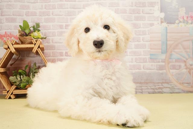 愛知県のスタンダードプードル (Coo&RIKU名古屋みなと店/2025年10月20日生まれ/女の子/クリーム)の子犬の2枚目の画像