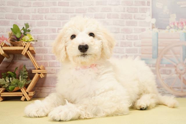 愛知県のスタンダードプードル (Coo&RIKU名古屋みなと店/2025年10月20日生まれ/女の子/クリーム)の子犬の3枚目の画像