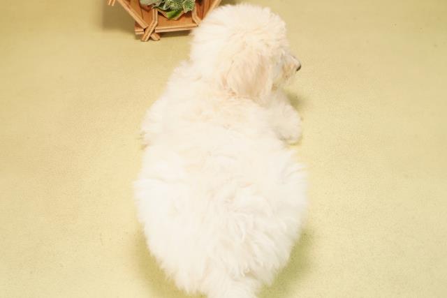 愛知県のスタンダードプードル (Coo&RIKU名古屋みなと店/2025年10月20日生まれ/女の子/クリーム)の子犬の4枚目の画像
