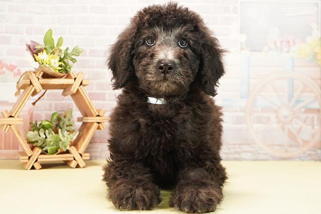 愛知県のスタンダードプードル (Coo&RIKU名古屋中川店/2025年10月20日生まれ/男の子/シルバー)の子犬の1枚目の画像