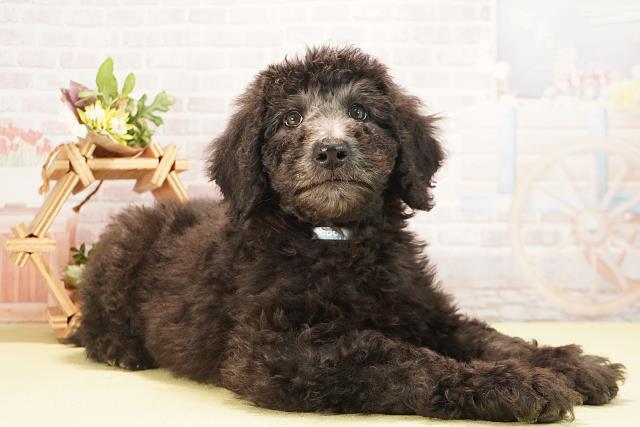 愛知県のスタンダードプードル (Coo&RIKU名古屋中川店/2025年10月20日生まれ/男の子/シルバー)の子犬の2枚目の画像