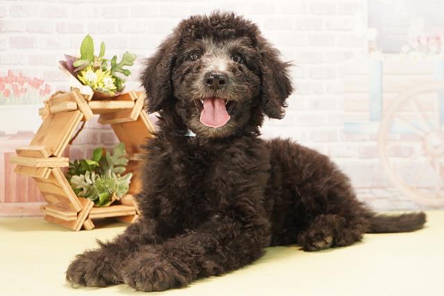 愛知県のスタンダードプードル (Coo&RIKU名古屋中川店/2025年10月20日生まれ/男の子/シルバー)の子犬の3枚目の画像