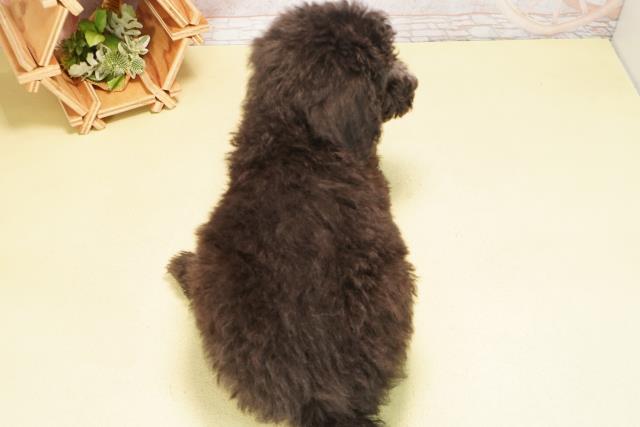 愛知県のスタンダードプードル (Coo&RIKU名古屋中川店/2025年10月20日生まれ/男の子/シルバー)の子犬の4枚目の画像