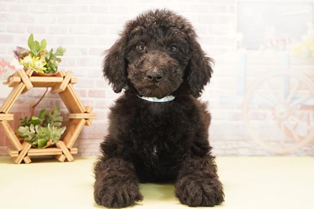 三重県のスタンダードプードル (Coo&RIKU津高茶屋店/2025年10月20日生まれ/男の子/ブラック)の子犬の1枚目の画像