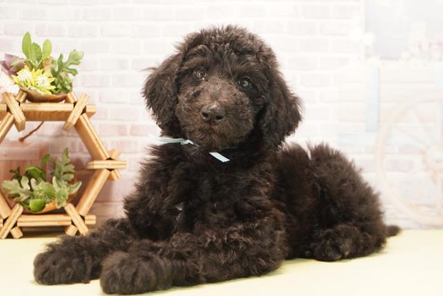 三重県のスタンダードプードル (Coo&RIKU津高茶屋店/2025年10月20日生まれ/男の子/ブラック)の子犬の3枚目の画像