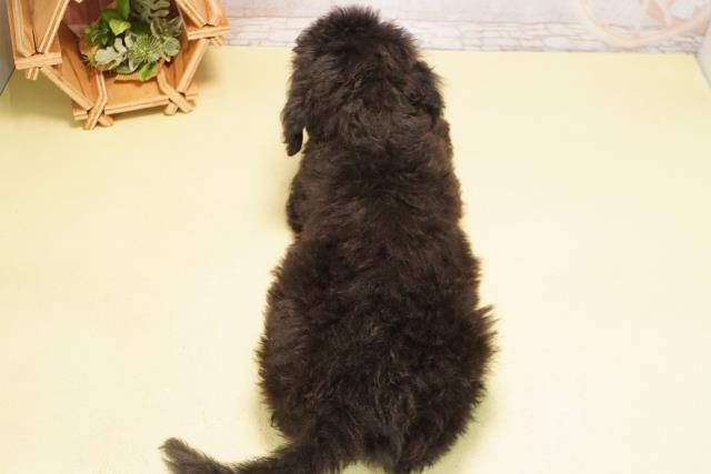 三重県のスタンダードプードル (Coo&RIKU津高茶屋店/2025年10月20日生まれ/男の子/ブラック)の子犬の4枚目の画像