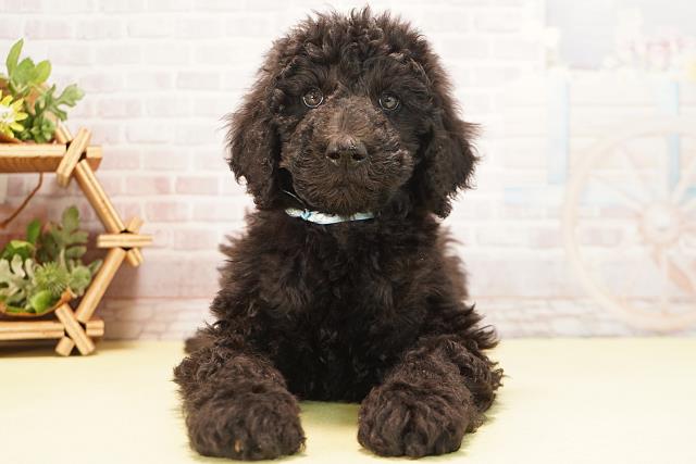 三重県のスタンダードプードル (Coo&RIKU四日市店/2025年10月20日生まれ/男の子/ブラック)の子犬の1枚目の画像