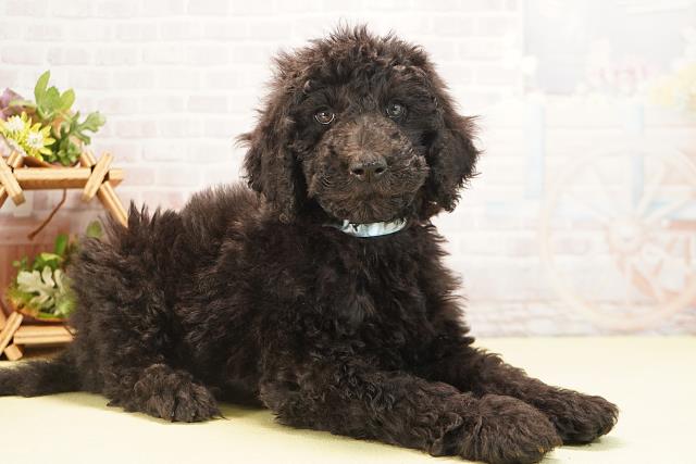 三重県のスタンダードプードル (Coo&RIKU四日市店/2025年10月20日生まれ/男の子/ブラック)の子犬の2枚目の画像