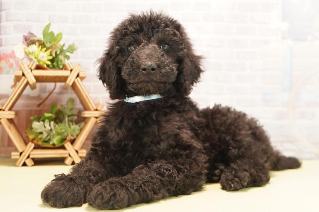 三重県のスタンダードプードル (Coo&RIKU四日市店/2025年10月20日生まれ/男の子/ブラック)の子犬の3枚目の画像