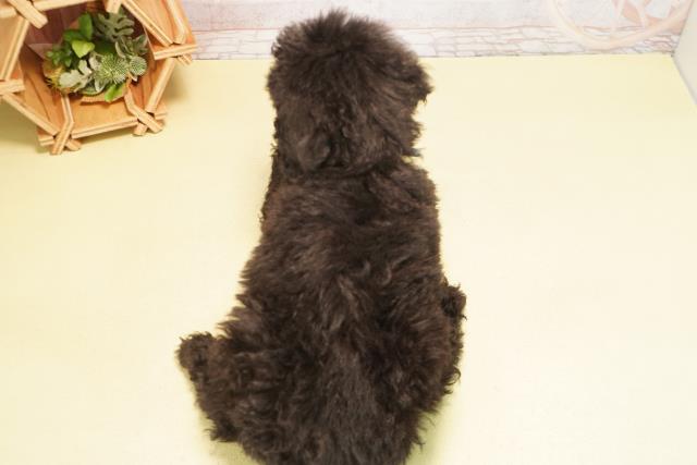 三重県のスタンダードプードル (Coo&RIKU四日市店/2025年10月20日生まれ/男の子/ブラック)の子犬の4枚目の画像