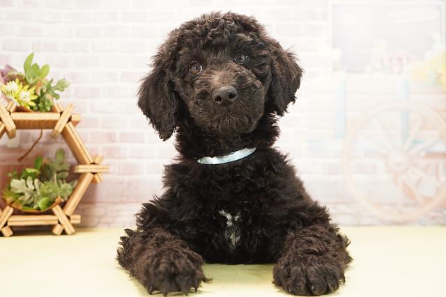 岐阜県のスタンダードプードル (Coo&RIKU岐阜店/2025年10月20日生まれ/男の子/ブラック)の子犬の1枚目の画像