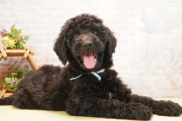 岐阜県のスタンダードプードル (Coo&RIKU岐阜店/2025年10月20日生まれ/男の子/ブラック)の子犬の2枚目の画像