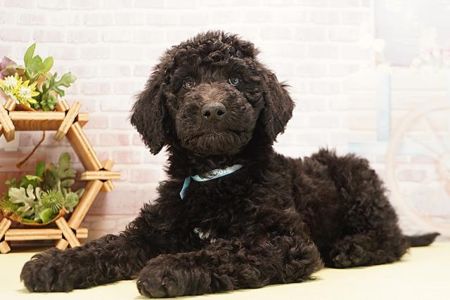 岐阜県のスタンダードプードル (Coo&RIKU岐阜店/2025年10月20日生まれ/男の子/ブラック)の子犬の3枚目の画像