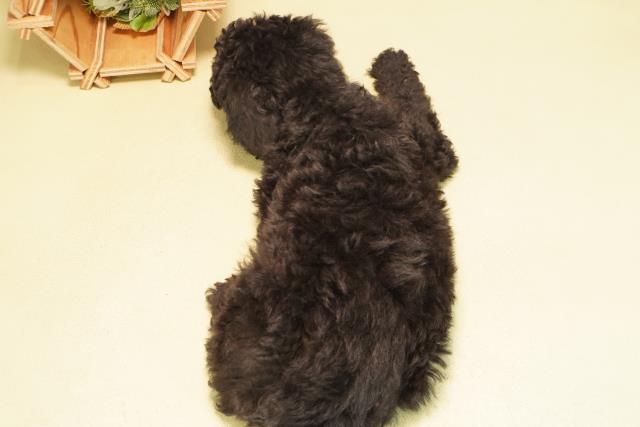 岐阜県のスタンダードプードル (Coo&RIKU岐阜店/2025年10月20日生まれ/男の子/ブラック)の子犬の4枚目の画像