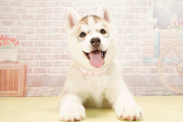 シベリアンハスキー