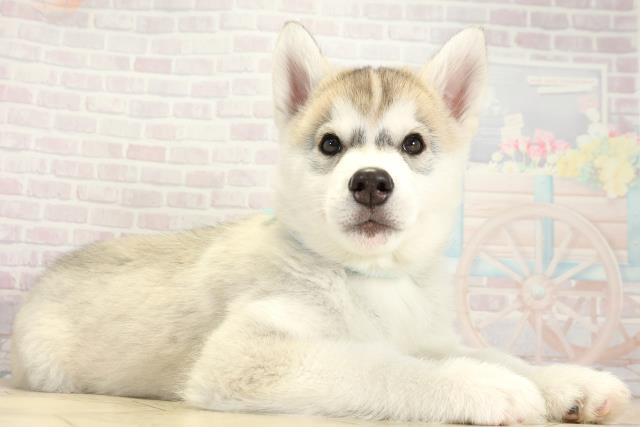 三重県のシベリアンハスキー (Coo&RIKU津高茶屋店/2025年10月12日生まれ/男の子/シルバーホワイト)の子犬の2枚目の画像