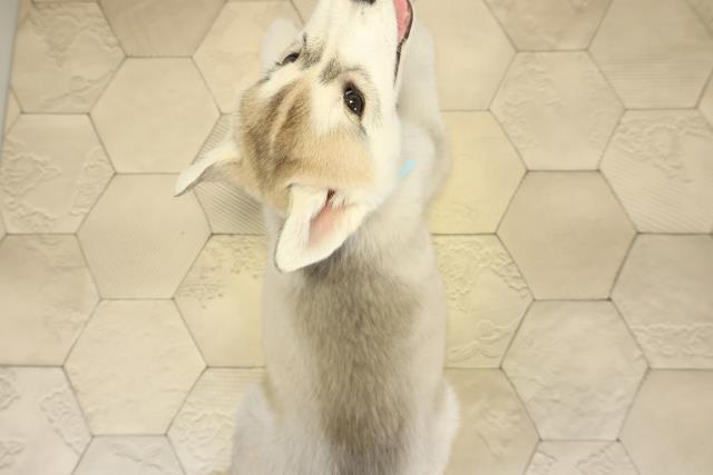 三重県のシベリアンハスキー (Coo&RIKU津高茶屋店/2025年10月12日生まれ/男の子/シルバーホワイト)の子犬の4枚目の画像