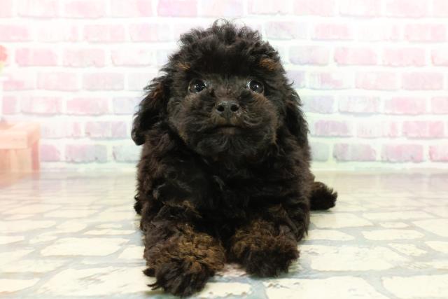 東京都のトイプードル(トイ) (Coo&RIKU新宿三丁目店/2025年10月15日生まれ/男の子/ブラックタン)の子犬の1枚目の画像