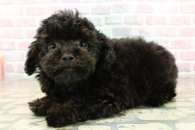 東京都のトイプードル(トイ) (Coo&RIKU新宿三丁目店/2025年10月15日生まれ/男の子/ブラックタン)の子犬の2枚目の画像