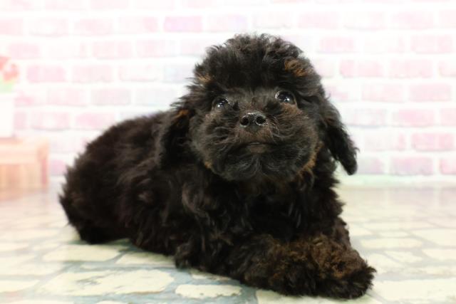 東京都のトイプードル(トイ) (Coo&RIKU新宿三丁目店/2025年10月15日生まれ/男の子/ブラックタン)の子犬の3枚目の画像