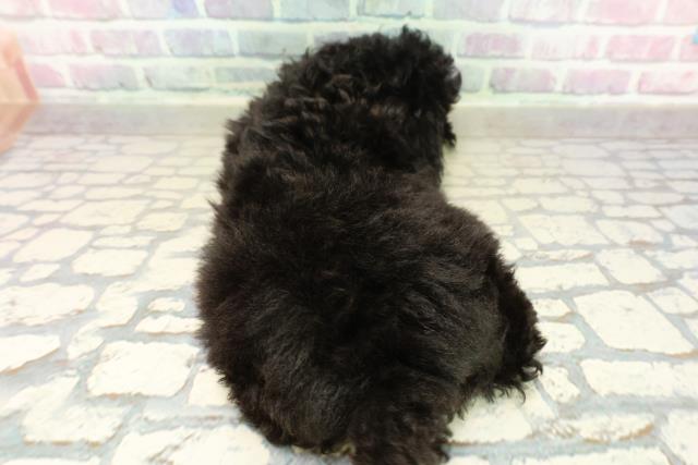 東京都のトイプードル(トイ) (Coo&RIKU新宿三丁目店/2025年10月15日生まれ/男の子/ブラックタン)の子犬の4枚目の画像