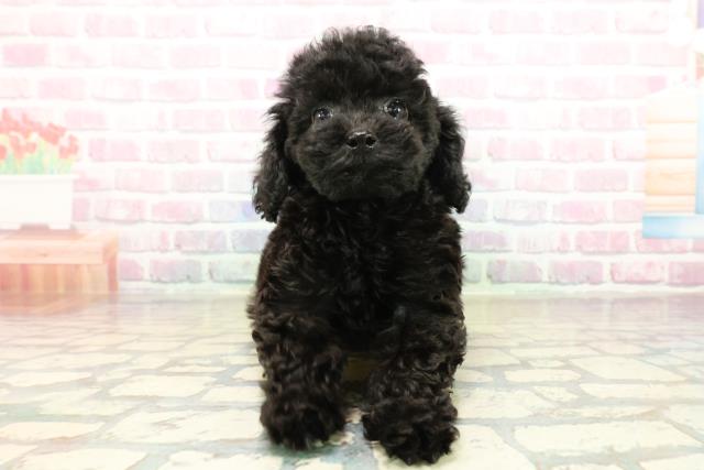 東京都のトイプードル(トイ) (Coo&RIKU秋葉原店/2025年10月15日生まれ/女の子/ブラック)の子犬の1枚目の画像