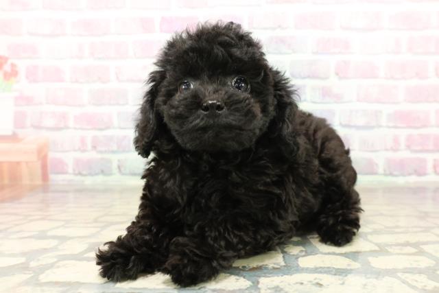 東京都のトイプードル(トイ) (Coo&RIKU秋葉原店/2025年10月15日生まれ/女の子/ブラック)の子犬の2枚目の画像