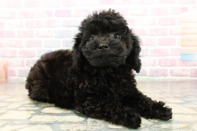 東京都のトイプードル(トイ) (Coo&RIKU秋葉原店/2025年10月15日生まれ/女の子/ブラック)の子犬の3枚目の画像