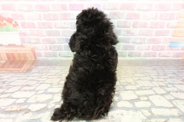 東京都のトイプードル(トイ) (Coo&RIKU秋葉原店/2025年10月15日生まれ/女の子/ブラック)の子犬の4枚目の画像