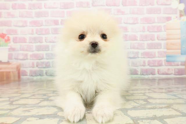埼玉県のポメラニアン (Coo&RIKU川口戸塚店/2025年10月15日生まれ/男の子/クリーム)の子犬の1枚目の画像