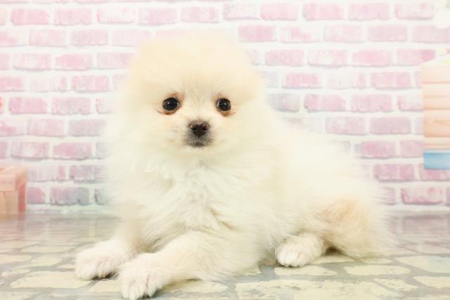 埼玉県のポメラニアン (Coo&RIKU川口戸塚店/2025年10月15日生まれ/男の子/クリーム)の子犬の2枚目の画像
