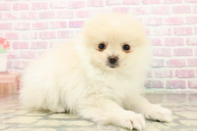 埼玉県のポメラニアン (Coo&RIKU川口戸塚店/2025年10月15日生まれ/男の子/クリーム)の子犬の3枚目の画像