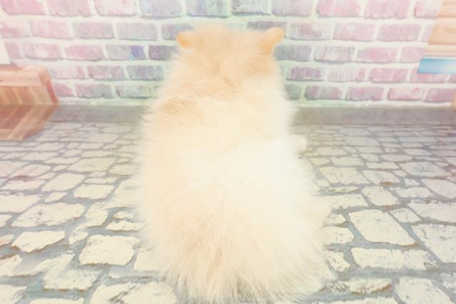 埼玉県のポメラニアン (Coo&RIKU川口戸塚店/2025年10月15日生まれ/男の子/クリーム)の子犬の4枚目の画像