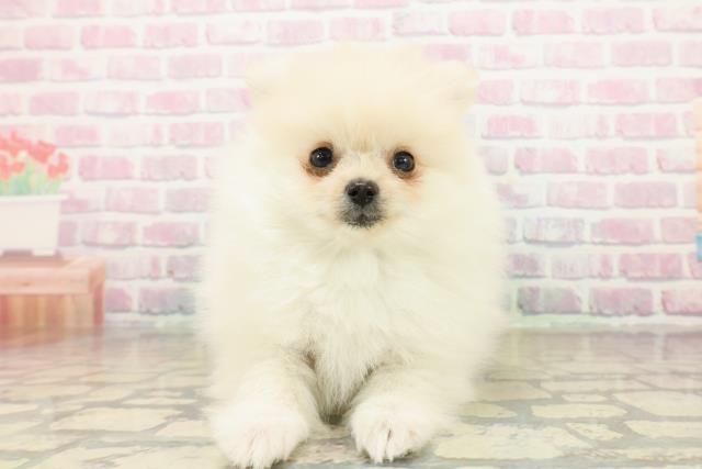 千葉県のポメラニアン (Coo&RIKUフレスポ稲毛店/2025年10月15日生まれ/男の子/クリーム)の子犬の1枚目の画像
