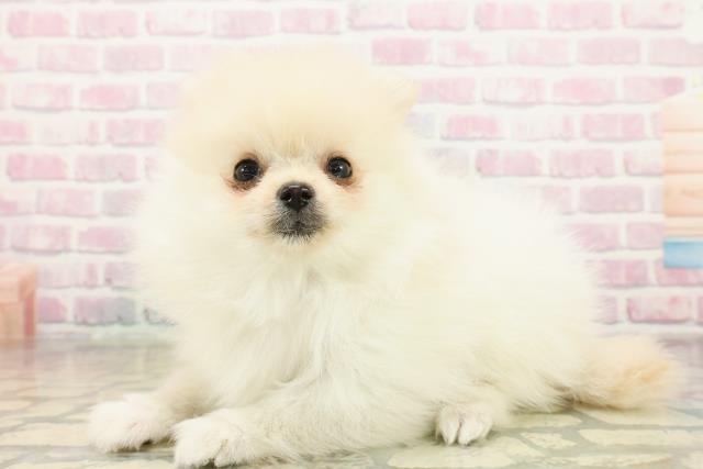 千葉県のポメラニアン (Coo&RIKUフレスポ稲毛店/2025年10月15日生まれ/男の子/クリーム)の子犬の2枚目の画像