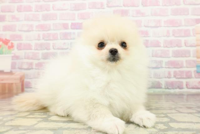 千葉県のポメラニアン (Coo&RIKUフレスポ稲毛店/2025年10月15日生まれ/男の子/クリーム)の子犬の3枚目の画像