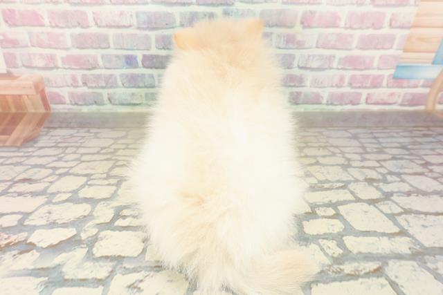 千葉県のポメラニアン (Coo&RIKUフレスポ稲毛店/2025年10月15日生まれ/男の子/クリーム)の子犬の4枚目の画像