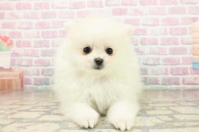 東京都のポメラニアン (Coo&RIKU大久保店/2025年10月15日生まれ/男の子/クリーム)の子犬の1枚目の画像