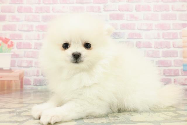 東京都のポメラニアン (Coo&RIKU大久保店/2025年10月15日生まれ/男の子/クリーム)の子犬の2枚目の画像