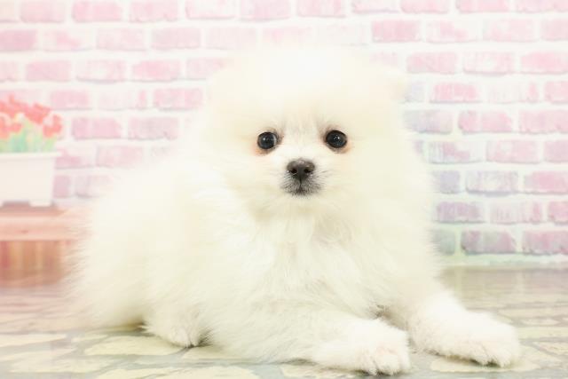 東京都のポメラニアン (Coo&RIKU大久保店/2025年10月15日生まれ/男の子/クリーム)の子犬の3枚目の画像