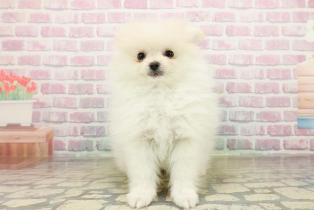 埼玉県のポメラニアン (Coo&RIKU所沢店/2025年10月15日生まれ/女の子/クリーム)の子犬の1枚目の画像