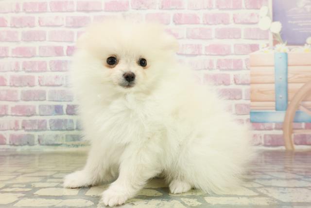 埼玉県のポメラニアン (Coo&RIKU所沢店/2025年10月15日生まれ/女の子/クリーム)の子犬の2枚目の画像