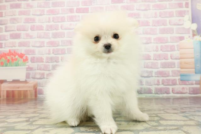 埼玉県のポメラニアン (Coo&RIKU所沢店/2025年10月15日生まれ/女の子/クリーム)の子犬の3枚目の画像