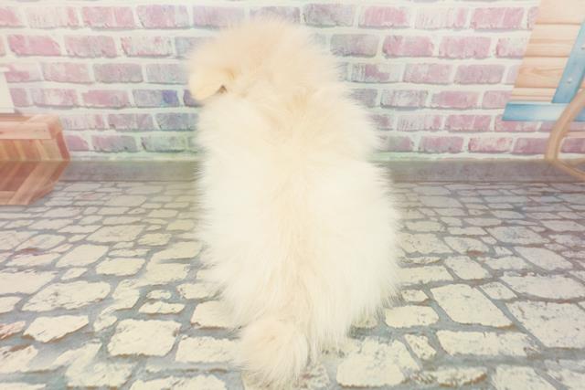 埼玉県のポメラニアン (Coo&RIKU所沢店/2025年10月15日生まれ/女の子/クリーム)の子犬の4枚目の画像